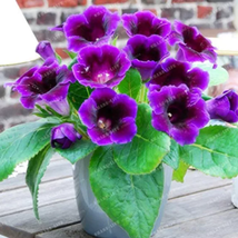 9 Colors Gloxinia Bonsai Sinningia Gloxinia for Garden Ornamental-Plant ... - £9.11 GBP