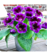 9 Colors Gloxinia Bonsai Sinningia Gloxinia for Garden Ornamental-Plant ... - £8.94 GBP