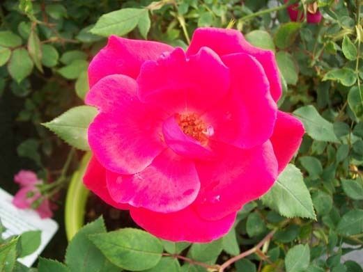 Red Knock Out® Rose Bush EarthKind Large 3 Gal. Shrub Plants Plant Roses Gardens - $77.55