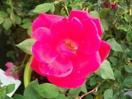 Red Knock Out® Rose Bush EarthKind Large 3 Gal. Shrub Plants Plant Roses... - £61.79 GBP