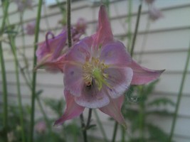 400 seeds Pink Columbine Quick Setup with Heirloom Seeds - $8.35