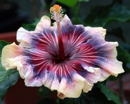 20 Cream Pink Purple Hibiscus Seeds Flower Seed Flowers Perennial 269 Us Selle - £6.23 GBP