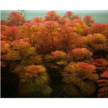 Live Aquarium Plants Cabomba Furcata Red Fresh-cut - £17.26 GBP