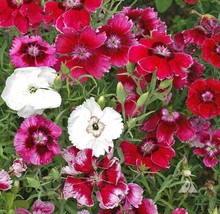 Sweet William Dianthus Baby Doll Mix Pinks Dwarf 8-12&quot; Fragrant 200 Seeds - £7.04 GBP