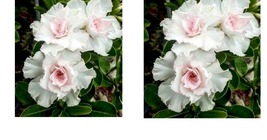 Double White Desert Rose 4 Seeds Adenium Flower Bloom Perennial Seed - £17.57 GBP
