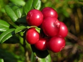 50+ Vaccinum Vitas-Idaea Mountain Cranberry, Logonberry Cowberry Seed Pe... - £7.79 GBP