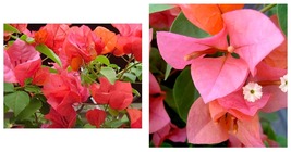 Afterglow Bougainvillea Small Well Rooted Live starter/plug plant - £39.22 GBP