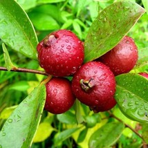 Fast Ship USA Seller Red Strawberry Guava Seeds Psidium Cattleianum Packet Of 10 - $17.94