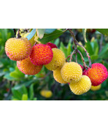 Compact Strawberry Tree (Arbutus unedo 'Compacta') Specimen - Landscape Shrub - $24.70 - $142.51
