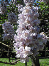 Paulownia Fortunei 200 Seeds Edible Flowering Princess Fodder Dragon Tree Garden - £6.17 GBP