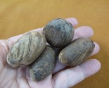 (tn-3) 4 small natural Tagua Nut whole nuts for craft Carving Dried plai... - $15.88