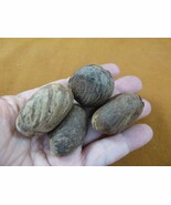 (tn-3) 4 small natural Tagua Nut whole nuts for craft Carving Dried plai... - $291.79 MXN