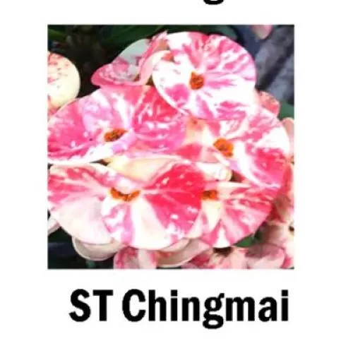 Chingmai Crown Of Thorns Euphorbia Milii Christ Plant Starter Plant Garden - £31.44 GBP