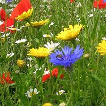 Annual Wildflower Mix Seeds Gardening USA SELLER - £5.85 GBP