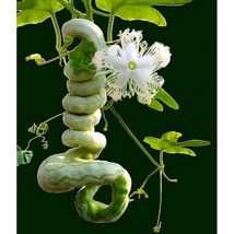 FROM US 20 Seeds Trichosanthes Cucumerina Snake Gourd GV18 - £26.61 GBP