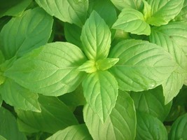 LEMON Basil Seeds Aroma Herb Container Garden Potpourri Scent Easy Fresh Bulk - £1.36 GBP+