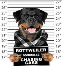 dogs t shirt rottweiler chasing cars t-shirt mens t-shirts dogs mugshot ... - £12.01 GBP