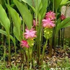 Temu Hitam - Curcuma aeruginosa (Dried), 80 Gram
