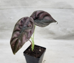 Live plants Alocasia cuprea |Alocasia Red Secret | Alocasia Mirror Plant grow - £23.12 GBP