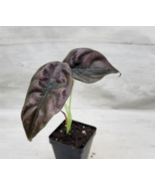 Live plants Alocasia cuprea |Alocasia Red Secret | Alocasia Mirror Plant... - £22.83 GBP