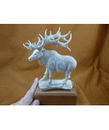 elk-w15 big white Elk buck walking of shed moose ANTLER figurine Bali de... - $522.65