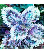 100 Seeds Coleus Flower Bonsai Plectranthus Scutellarioides Colorful Lea... - $9.82