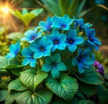 30 Hydrangea Seeds Are Easy To Plant And Have A High Survival Rate - $10.00