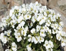 Grow In US Wall Rock Cress Snow Peak Flower Seeds - £6.06 GBP