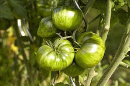 Green Zebra Tomato Seeds Bicolored Variety Sizes - £4.50 GBP