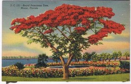 Florida Postcard Miami Royal Poinciana Tree - £1.69 GBP