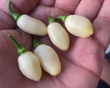 25 Seeds Peruvian White Habanero Pepper Vegetables Garden - $9.71