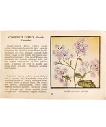 Heart Leaved Aster Wild Flower 1932 Antique Color Plate Print Irving Law... - $456.87 MXN