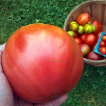 US Seller Pusta Kolox Giant Hungarian Tomato Seeds Fast Shipping - £9.45 GBP