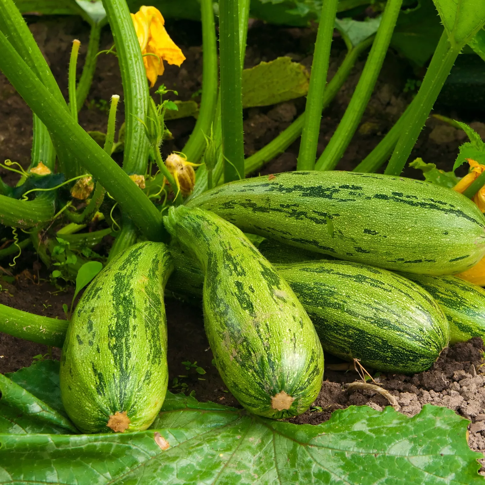 BPASTORE Caserta Zucchini Squash 20 Seeds Ct Summer Curcurbito Vegetable NonGmo  - £7.54 GBP