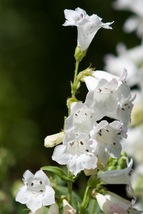 Penstemon digitalis 1000 Seeds for Planting - Attracts Bees and Hummingbirds - £13.62 GBP