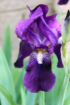 1 rhizome - Iris Bearded Historical Traditional - freshly dug - $19.99