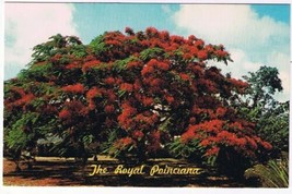 Trees Postcard The Royal Poinciana Flame Tree Blaze of Colour - £1.70 GBP