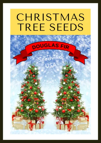 Grow Your Own Christmas Tree Douglas Fir Pseudotsuga Menziesi Fresh Seeds - £13.38 GBP