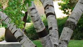 River Birch multi-stem clump tree qt. pot betulanigra image 3