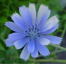 LimaJa Chicory Italian Dandelion 200 Seeds, LimoJaya Best SALE - £2.31 GBP