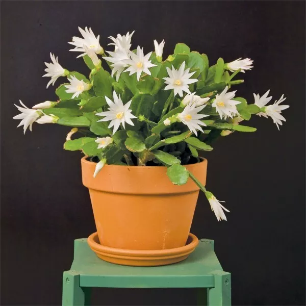 15+ seeds White Easter Cactus   house plant-  garden- flowers - $6.94