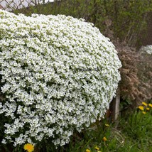 USA SELLER New 800 White Alpine Rockcress Aubrieta Rock Cress Arabis Alpina Flow - £11.12 GBP