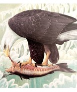 Bald Eagle Art Print Color Plate Birds Of Prey Vintage Nature 1979 DWT11A - €30,14 EUR