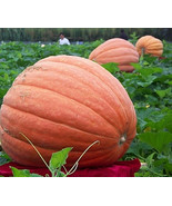 Giant Pumpkin Seeds 10 Seeds Organic Redish Orange Vegetables Edible Fre... - $273.79 MXN