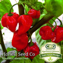 Fresh Hot Red Habanero Pepper Seeds Garden Seeds . Arto - $9.00