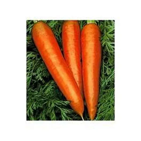 Carrot Danvers 200 Seeds Fresh Garden - £4.94 GBP