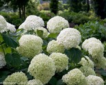 50 Pure Seeds Hydrangea Perennial - Huge Flowers - White - £4.73 GBP