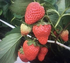 100 Seeds Red Strawberry Big Flesh Fruit Perennial Container Garden From... - £7.18 GBP