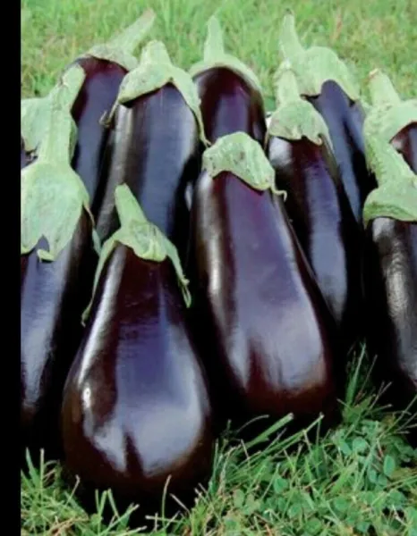 25 Seeds Black Beauty Eggplant Heirloom Food Fast Grower Planting Garden - £5.75 GBP