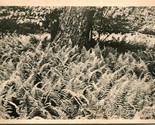 Vtg Postcard 1910 UDB The Fern Beds of Eagles Mere Pennsylvania PA UNP - $13.32